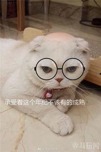 刘二豆与娱乐吃瓜君